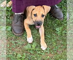 Small #2 Mastador