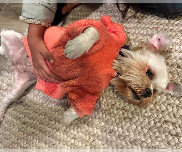 Medium Photo #4 Maltese-Unknown Mix Puppy For Sale in Corona, CA, USA