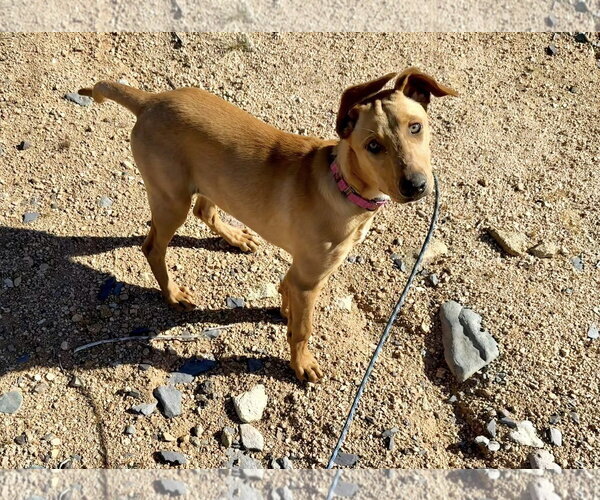 Medium Photo #5 German Pinscher-Unknown Mix Puppy For Sale in Cave Creek, AZ, USA