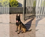 Small Photo #4 Belgian Malinois Puppy For Sale in HOUSTON, TX, USA