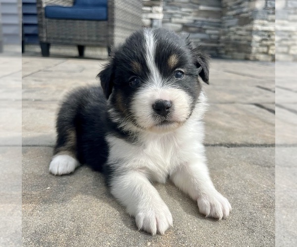 Medium Photo #1 Australian Shepherd Puppy For Sale in LODA, IL, USA
