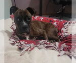 Small #4 Boxer