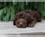 Small #4 Labradoodle