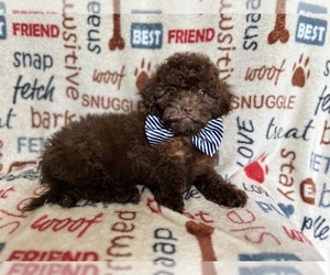 ShihPoo Puppy for Sale in LAKELAND, Florida USA