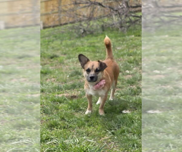 Medium Photo #3 Chi-Corgi Puppy For Sale in Aurora, IN, USA