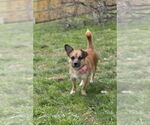 Small #2 Chi-Corgi