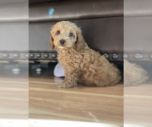 Cock-A-Poo-Poodle (Miniature) Mix Puppy for sale in BROOKLYN, NY, USA