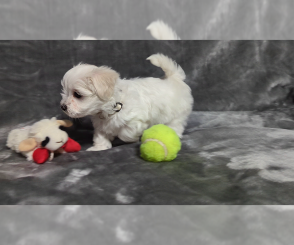 Medium Photo #7 Maltese Puppy For Sale in OCALA, FL, USA