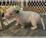 Small #3 American Pit Bull Terrier