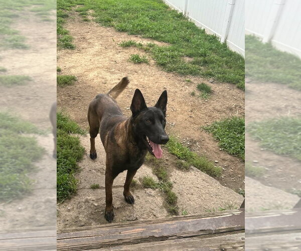Medium Photo #1 Mutt Puppy For Sale in Imlay City, MI, USA