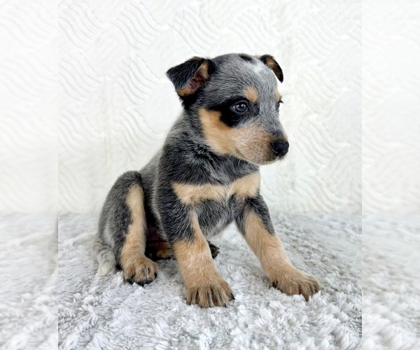 Medium Photo #5 Australian Cattle Dog Puppy For Sale in GREENFIELD, IN, USA