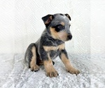 Small #4 Australian Cattle Dog