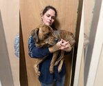 Small Photo #2 Labrador Retriever-Pug Mix Puppy For Sale in Mt. Laurel, NJ, USA