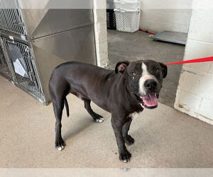 American Pit Bull Terrier Dogs for adoption in San Bernardino, CA, USA