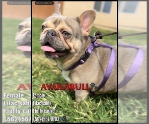 French Bulldog Puppy for sale in OJAI, CA, USA