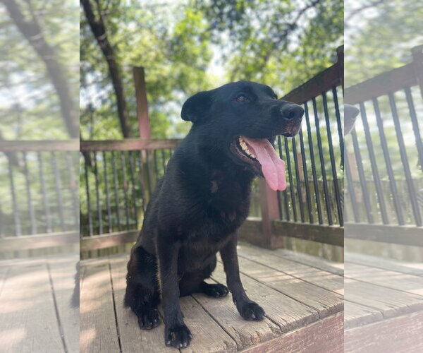 Medium Photo #1 German Shepherd Dog Puppy For Sale in Leavenworth, KS, USA