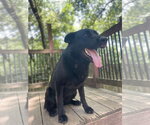 Grey - Female German Shepherd Dog Dog for Adoption - Small photo