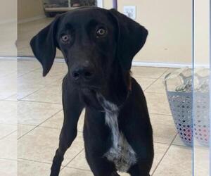 Great Dane-Labrador Retriever Mix Dogs for adoption in Brewster, NY, USA