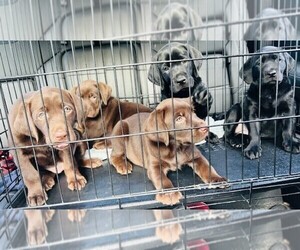 Labrador Retriever Litter for sale in JAFFREY, NH, USA