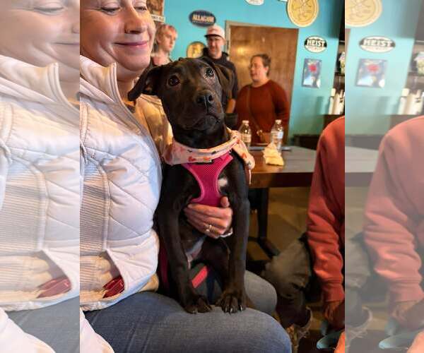 Medium Photo #5 American Pit Bull Terrier-Unknown Mix Puppy For Sale in Holly Springs, NC, USA