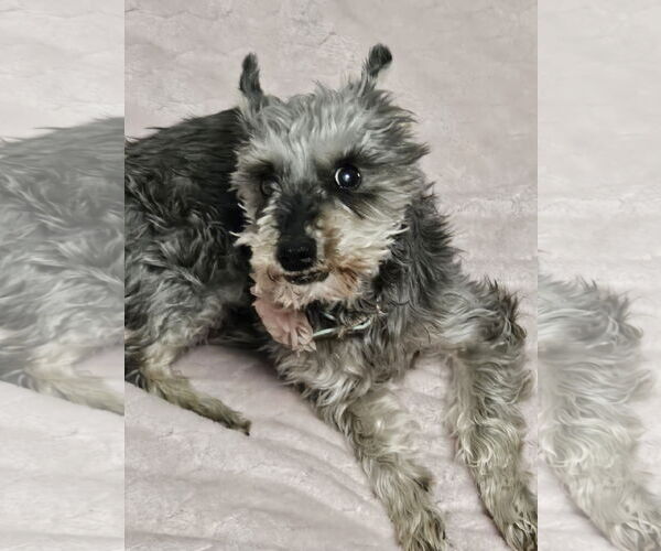 Medium Photo #2 Mutt Puppy For Sale in Farmington, MN, USA