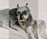 Small #1 Mutt