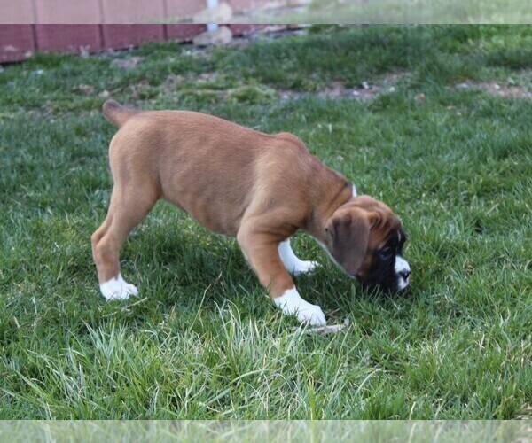 Medium Photo #6 Boxer Puppy For Sale in SHIPSHEWANA, IN, USA