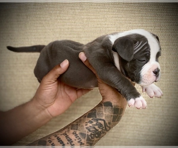 Medium Photo #15 American Bully Puppy For Sale in VACAVILLE, CA, USA