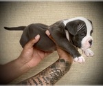 Small Photo #15 American Bully Puppy For Sale in VACAVILLE, CA, USA