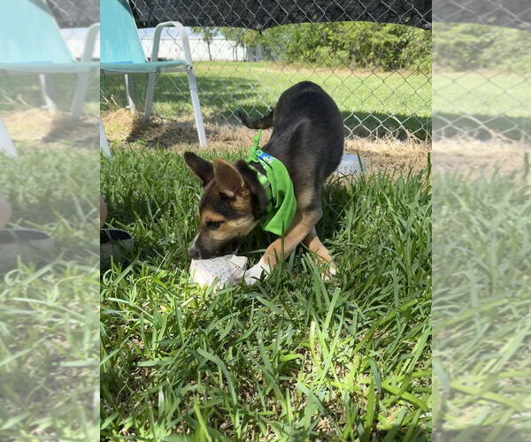 Medium Photo #4 Siberian Husky Puppy For Sale in San Leon, TX, USA