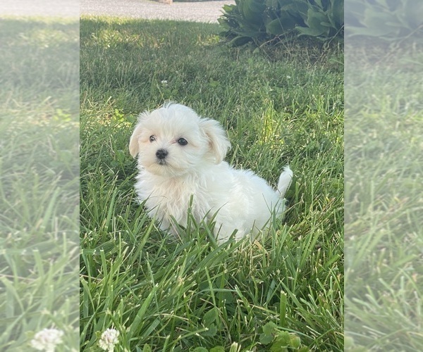 Medium Photo #4 Maltese Puppy For Sale in CANOGA, NY, USA