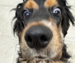 Small #1 Cocker Spaniel