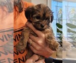 Small Photo #4 YorkiePoo Puppy For Sale in CHESAPEAKE, VA, USA