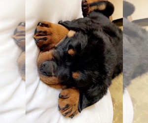Rottweiler Puppy for sale in NAUGATUCK, CT, USA