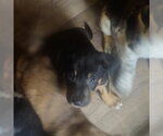Small #2 Australian Shepherd Mix