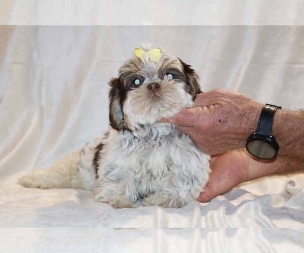 Medium Photo #13 Shih Tzu Puppy For Sale in DYERSBURG, TN, USA