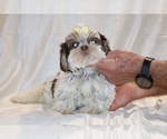 Small #12 Shih Tzu