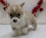 Puppy Reina Pembroke Welsh Corgi