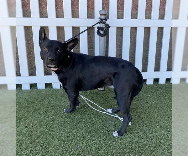 Medium Photo #1 Mutt Puppy For Sale in Modesto, CA, USA