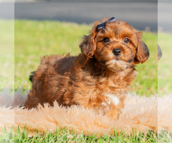 Medium Photo #5 Yorkipoo Puppy For Sale in WARSAW, IN, USA
