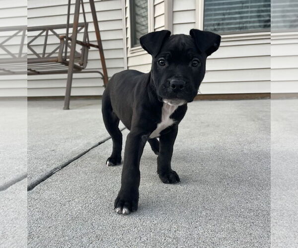 Medium Photo #3 American Staffordshire Terrier-Labrador Retriever Mix Puppy For Sale in Holly Springs, NC, USA