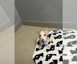 Chihuahua-Unknown Mix Dogs for adoption in Las Vegas, NV, USA