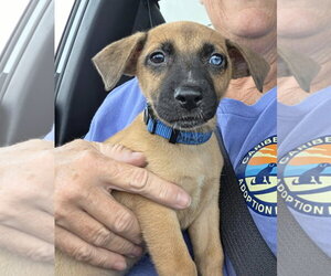 Duke - Male Chug Dog for Adoption - Photo #2
