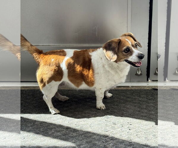 Medium Photo #9 Cheagle Puppy For Sale in Sanford, FL, USA