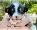 Small Photo #8 Australian Shepherd-Pembroke Welsh Corgi Mix Puppy For Sale in CENTRAL POINT, OR, USA