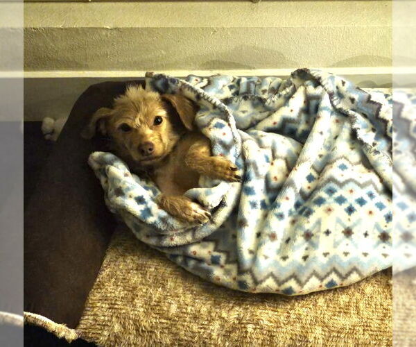 Medium Photo #9 Mutt Puppy For Sale in Milpitas, CA, USA