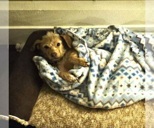 Lucy - Female Mutt Dog for Adoption - Photo #9