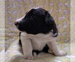 Small #5 Border Collie