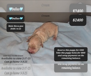 Poovanese Puppy for sale in TUCSON, AZ, USA