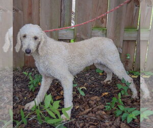 Garnet - Female Mutt Dog for Adoption - Photo #2
